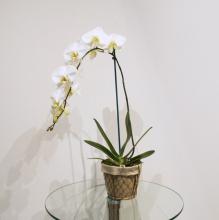Single Stem Orchid